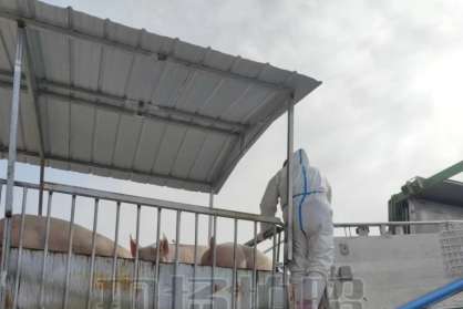 福建君慧农业成功引进民望5A高端原种猪